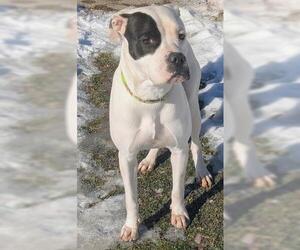 American Staffordshire Terrier-Unknown Mix Dogs for adoption in Akron, OH, USA