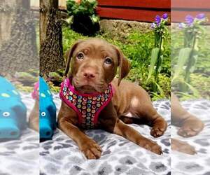 Springerdoodle Dogs for adoption in CORNING, NY, USA