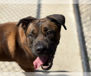 German Shepherd Dog-Unknown Mix Dogs for adoption in Tulsa, OK, USA