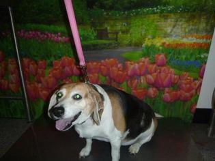 Beagle Dogs for adoption in Henderson, NV, USA