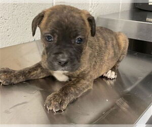 Boston Terrier-Unknown Mix Dogs for adoption in San Bernardino, CA, USA