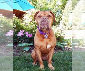 Dogue de Bordeaux Dogs for adoption in Hartford, WI, USA