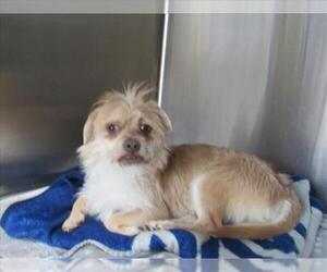 Border Terrier-Unknown Mix Dogs for adoption in Derwood, MD, USA