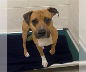 American Pit Bull Terrier Dogs for adoption in Saginaw, MI, USA