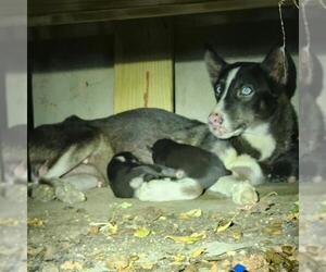Siberian Husky-Unknown Mix Dogs for adoption in San Antonio, TX, USA