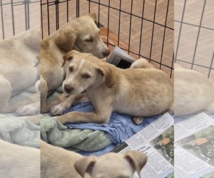 Golden Labrador Dogs for adoption in SHERBURNE, NY, USA