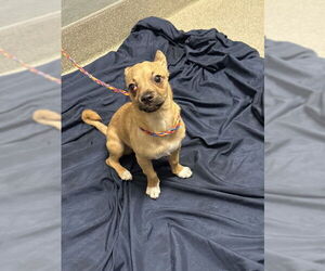 Mutt Dogs for adoption in Las Vegas, NV, USA
