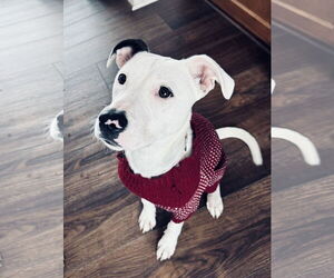 Dogo Argentino-Labrador Retriever Mix Dogs for adoption in Columbus, IN, USA