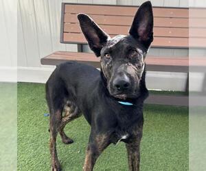 American Pit Bull Terrier-German Shepherd Dog Mix Dogs for adoption in Camarillo, CA, USA