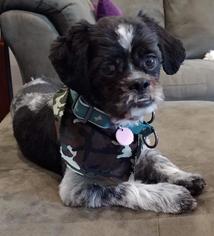 Shih Tzu Dogs for adoption in Rochester, MN, USA