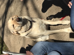Medium Photo #1 Golden Labrador Puppy For Sale in Fort Worth, TX, USA