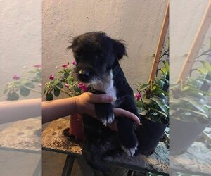 Medium Photo #1 Jacairn Puppy For Sale in San Diego , CA, USA