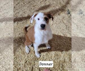 Mutt Dogs for adoption in Granbury, TX, USA
