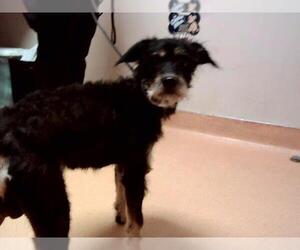 Mutt Dogs for adoption in Martinez, CA, USA