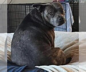 Mutt Dogs for adoption in Stockton, CA, USA