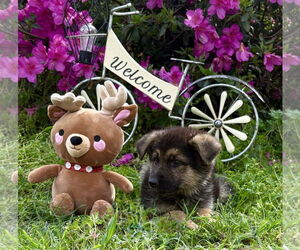 German Shepherd Dog Dogs for adoption in Holly Hill, SC, USA