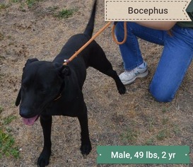 Labrador Retriever Dogs for adoption in Pleasanton, TX, USA