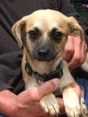 Puggle Dogs for adoption in Redding, CA, USA