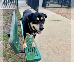 Bernese Mountain Dog-Rottweiler Mix Dogs for adoption in Houston, TX, USA