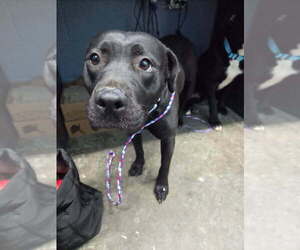 American Pit Bull Terrier Dogs for adoption in Evansville, IN, USA