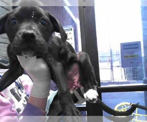 American Pit Bull Terrier-Unknown Mix Dogs for adoption in Tulsa, OK, USA