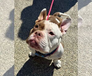 French Bulldog-Unknown Mix Dogs for adoption in Germantown, OH, USA
