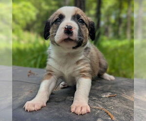 Australian Shepherd-Unknown Mix Dogs for adoption in Vail, AZ, USA