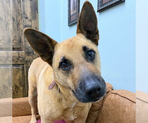 Mutt Dogs for adoption in Chico, CA, USA