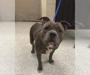 Mutt Dogs for adoption in Conroe, TX, USA