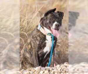Akita-Unknown Mix Dogs for adoption in Rio Rancho, NM, USA