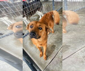 Retriever -Unknown Mix Dogs for adoption in Minneapolis, MN, USA