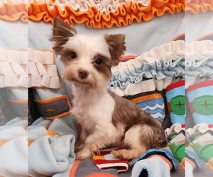 Mutt Dogs for adoption in Smithfield, PA, USA