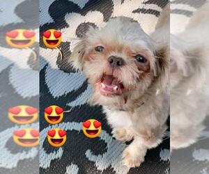 Shih Tzu Dogs for adoption in Inver Grove, MN, USA