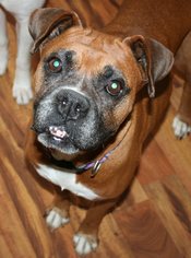Boxer Dogs for adoption in Wallace, MI, USA