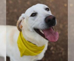 Labrador Retriever Dogs for adoption in San Antonio, TX, USA