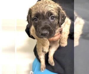 Great Dane-Labrador Retriever Mix Dogs for adoption in Houston, TX, USA