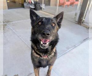 Mutt Dogs for adoption in Fort Collins, CO, USA