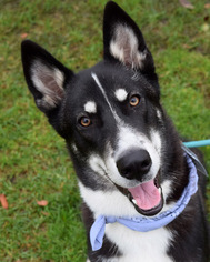 Alaskan Husky-Unknown Mix Dogs for adoption in San Diego, CA, USA