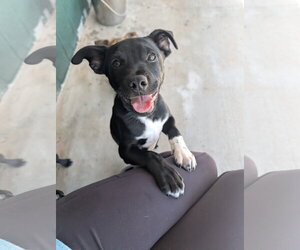 Labrador Retriever-Unknown Mix Dogs for adoption in Green Forest, AR, USA