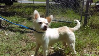 Chiranian Dogs for adoption in Arlington, TX, USA