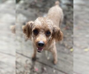 Poodle (Miniature) Dogs for adoption in Stroudsburg, PA, USA