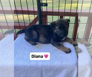 German Shepherd Dog-Unknown Mix Dogs for adoption in Brewster, NY, USA