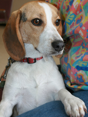 Beagle-Unknown Mix Dogs for adoption in Potsdam, NY, USA