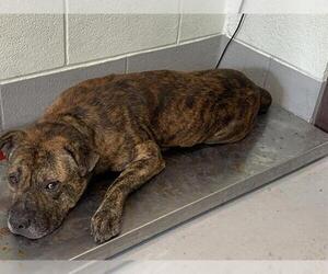 American Pit Bull Terrier-Unknown Mix Dogs for adoption in Corpus Christi, TX, USA