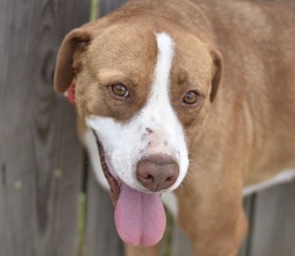 Lab-Pointer Dogs for adoption in Brownsboro, AL, USA