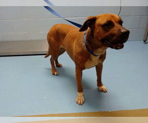Boxer-Unknown Mix Dogs for adoption in Moreno Valley, CA, USA