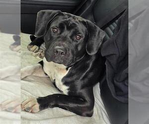 American Staffordshire Terrier-Labrador Retriever Mix Dogs for adoption in Fort Lauderdale, FL, USA