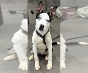 Siberian Husky-Unknown Mix Dogs for adoption in Forestville, MD, USA