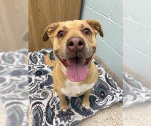 American Pit Bull Terrier-Labrador Retriever Mix Dogs for adoption in Brighton, CO, USA