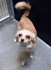 Chihuahua-Unknown Mix Dogs for adoption in San Jacinto, CA, USA